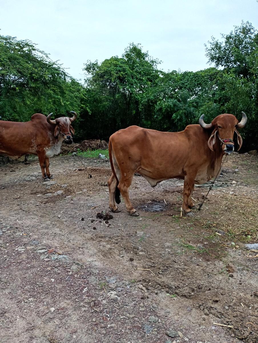 થંબનેલ 3