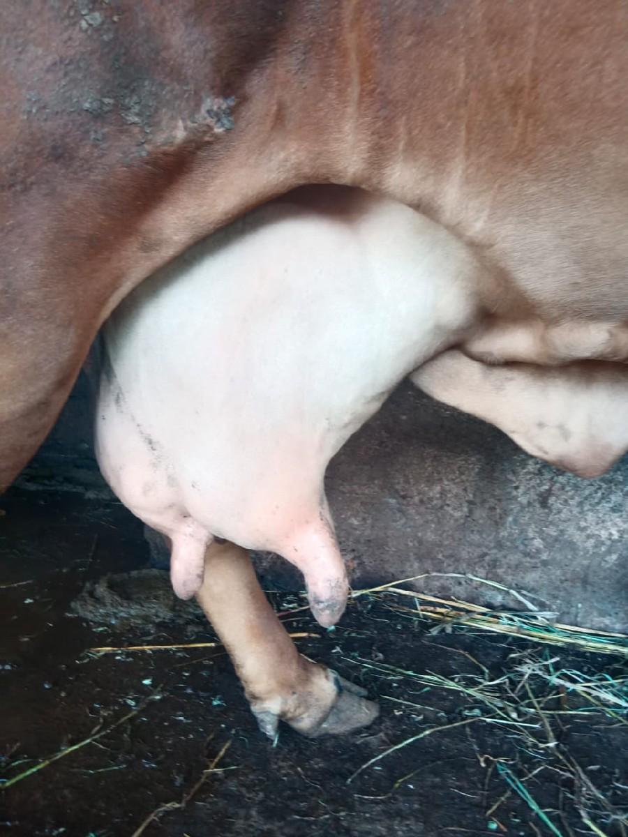 karangiya devayat bhai