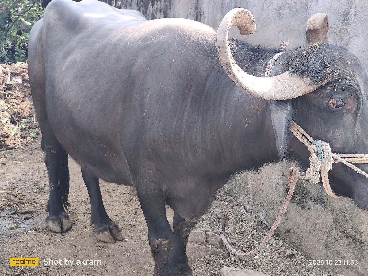 થંબનેલ 2