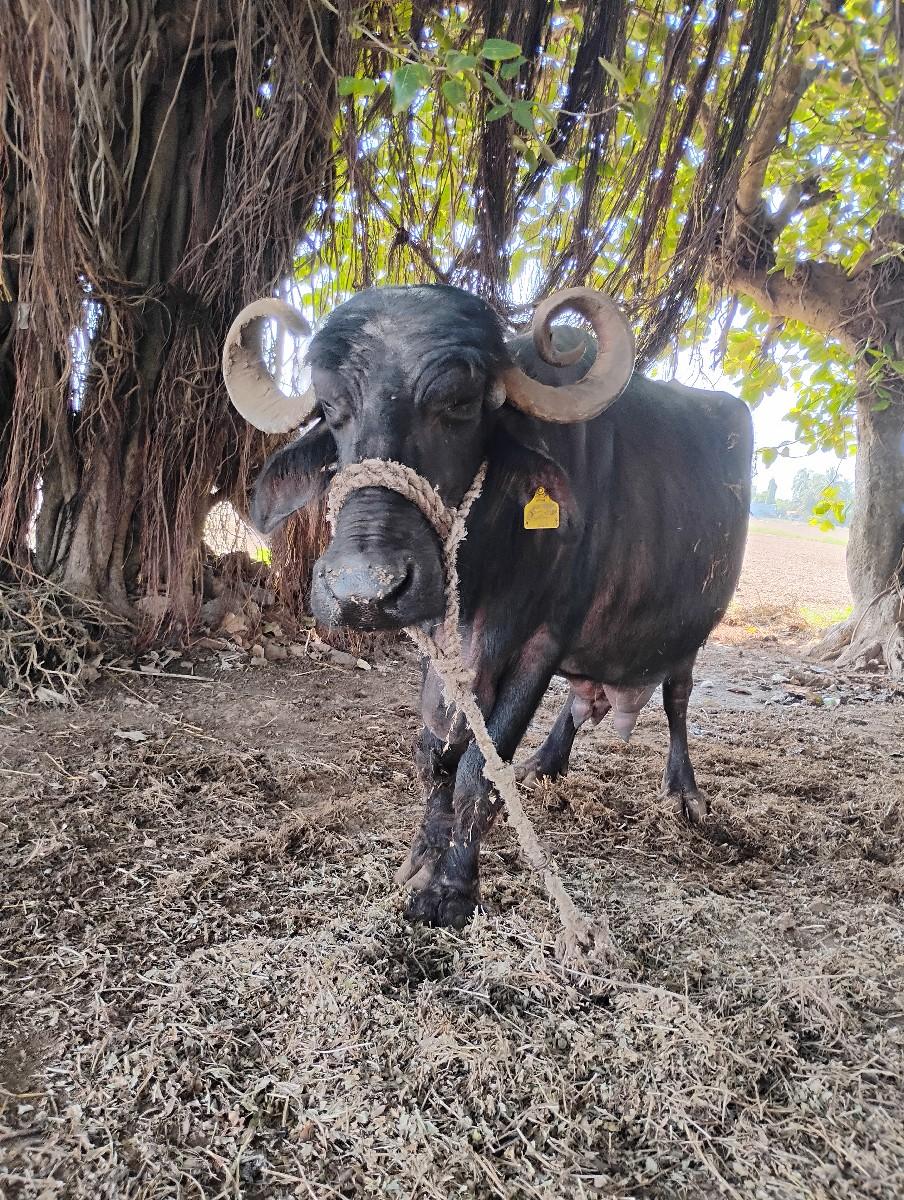 વેચવા ની