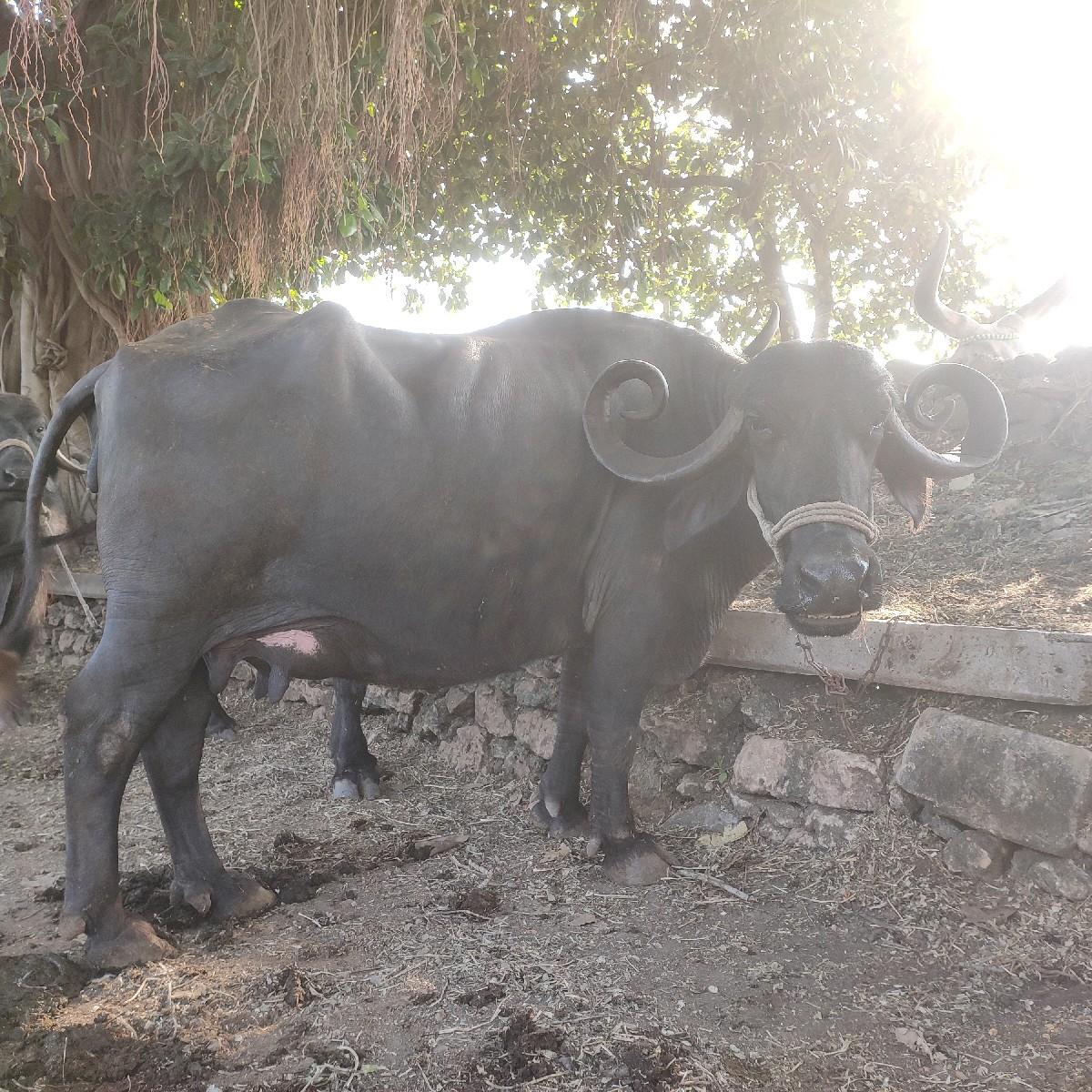 થંબનેલ 2