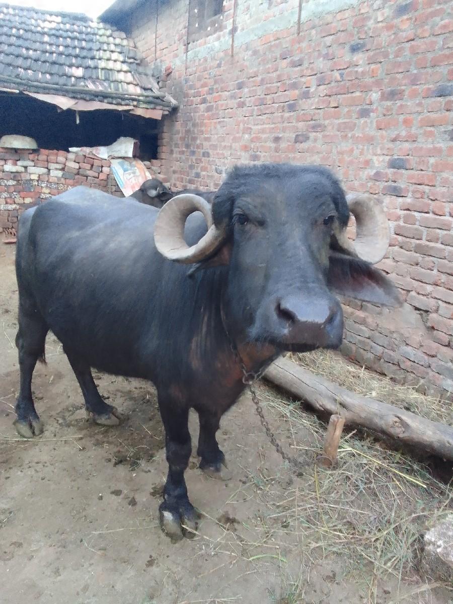 ભેંશ વેચવાની છે