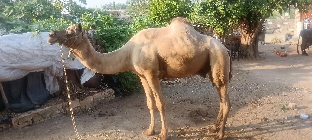 થંબનેલ 2