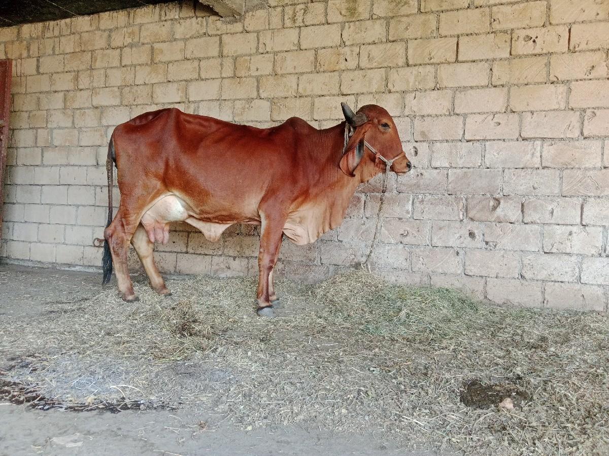 થંબનેલ 3