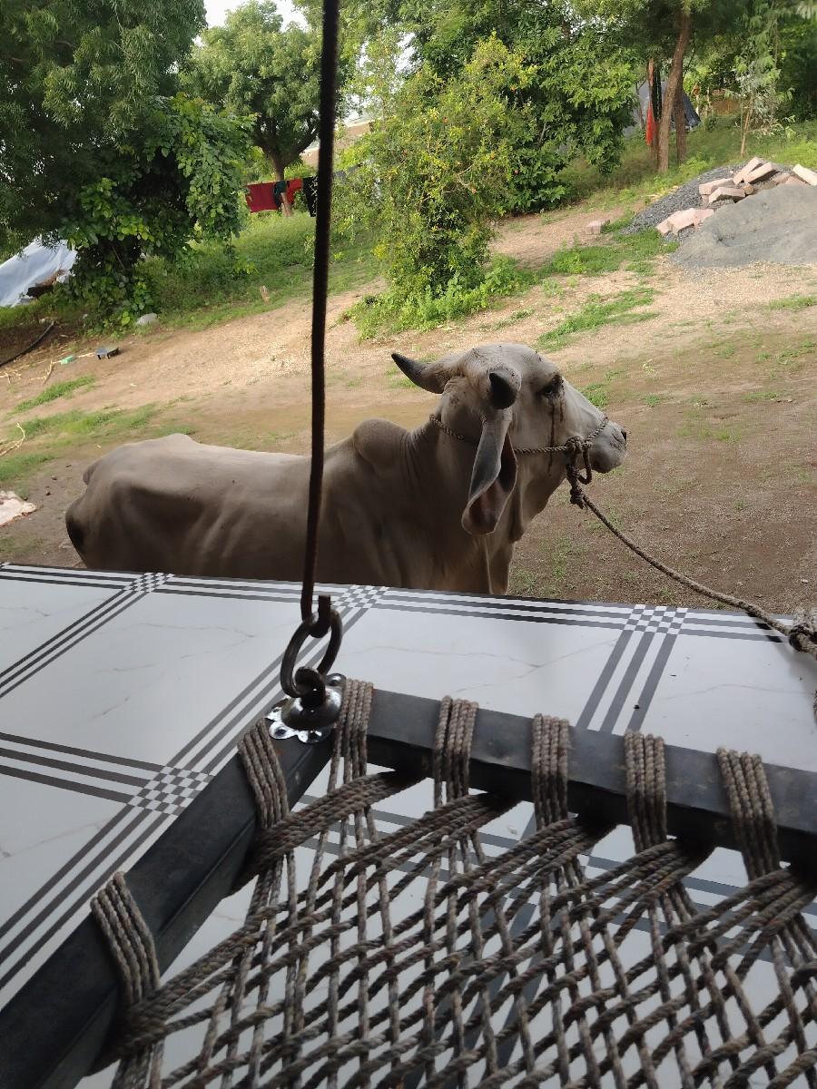 થંબનેલ 2