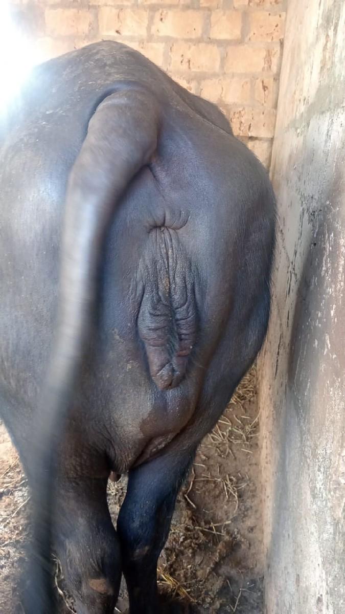 થંબનેલ 2