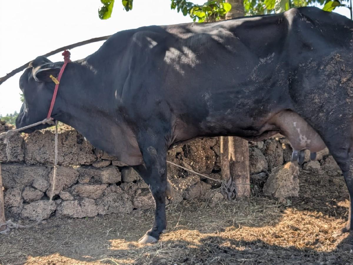 થંબનેલ 3