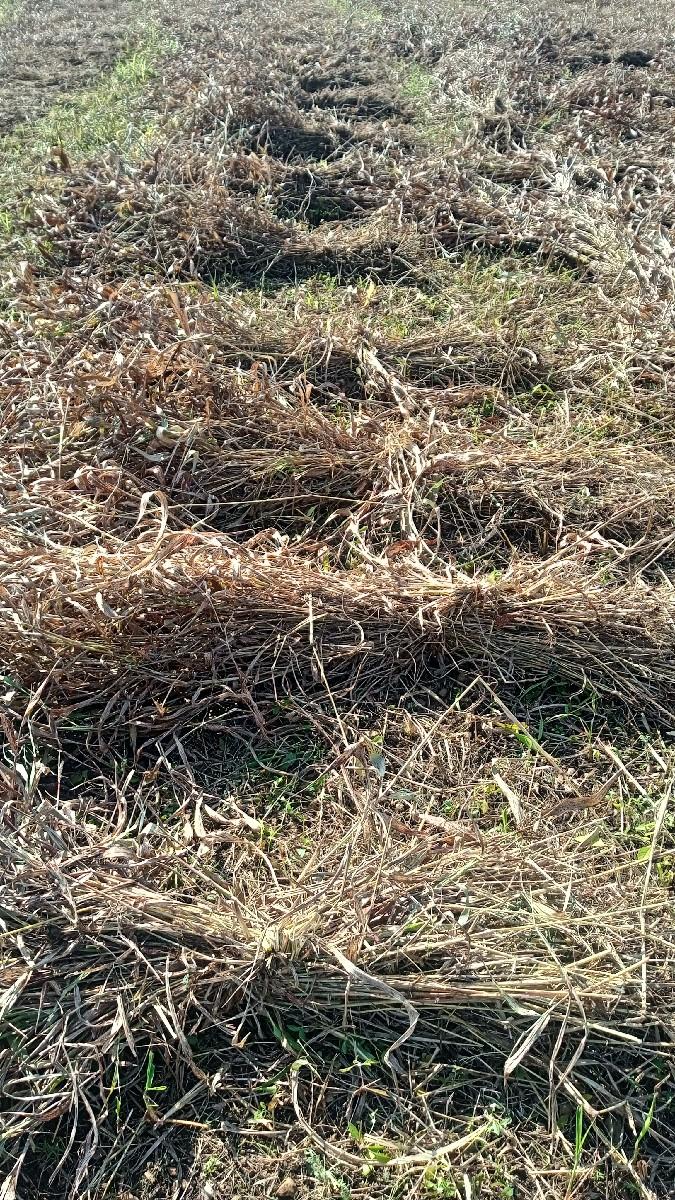 જુવાર સારો વેચવાનો છે