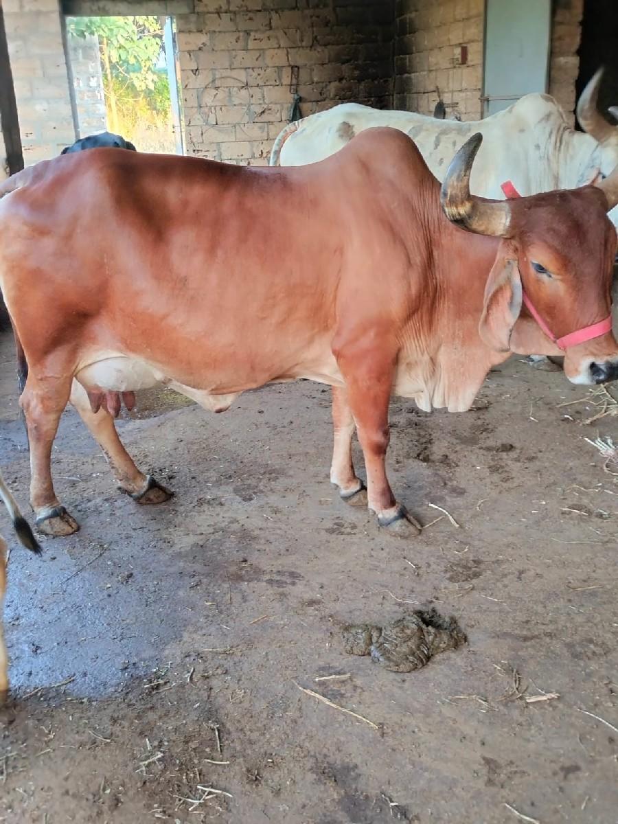 ગાય વેચવાની છે