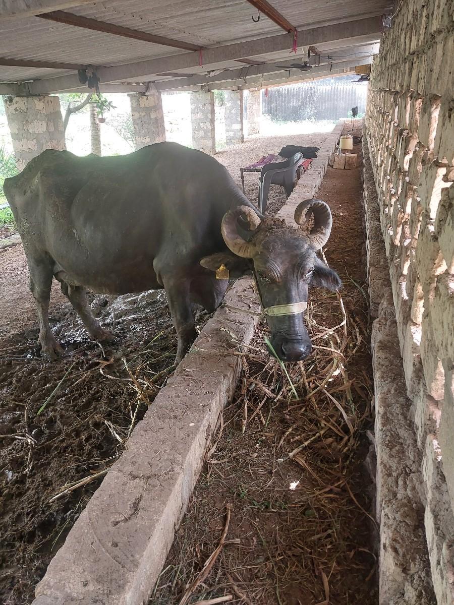 થંબનેલ 3