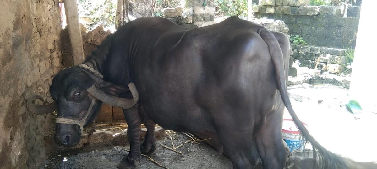 થંબનેલ 3