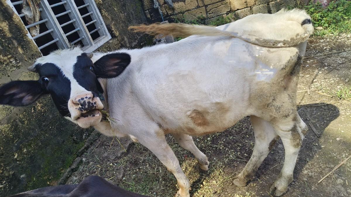 HF વાસડી  વેચાણ માટે