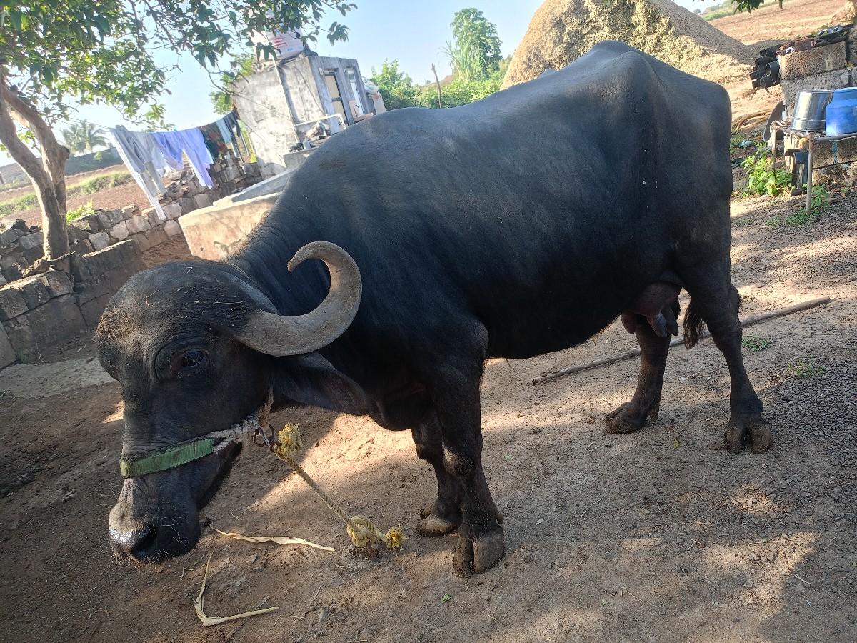 થંબનેલ 3