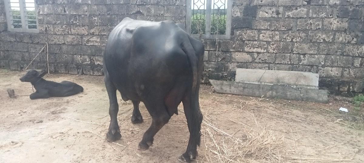 थंबनेल 3