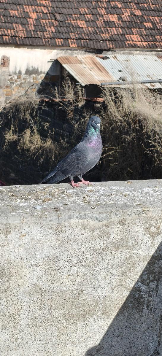 કબૂતર વેચવાના છે