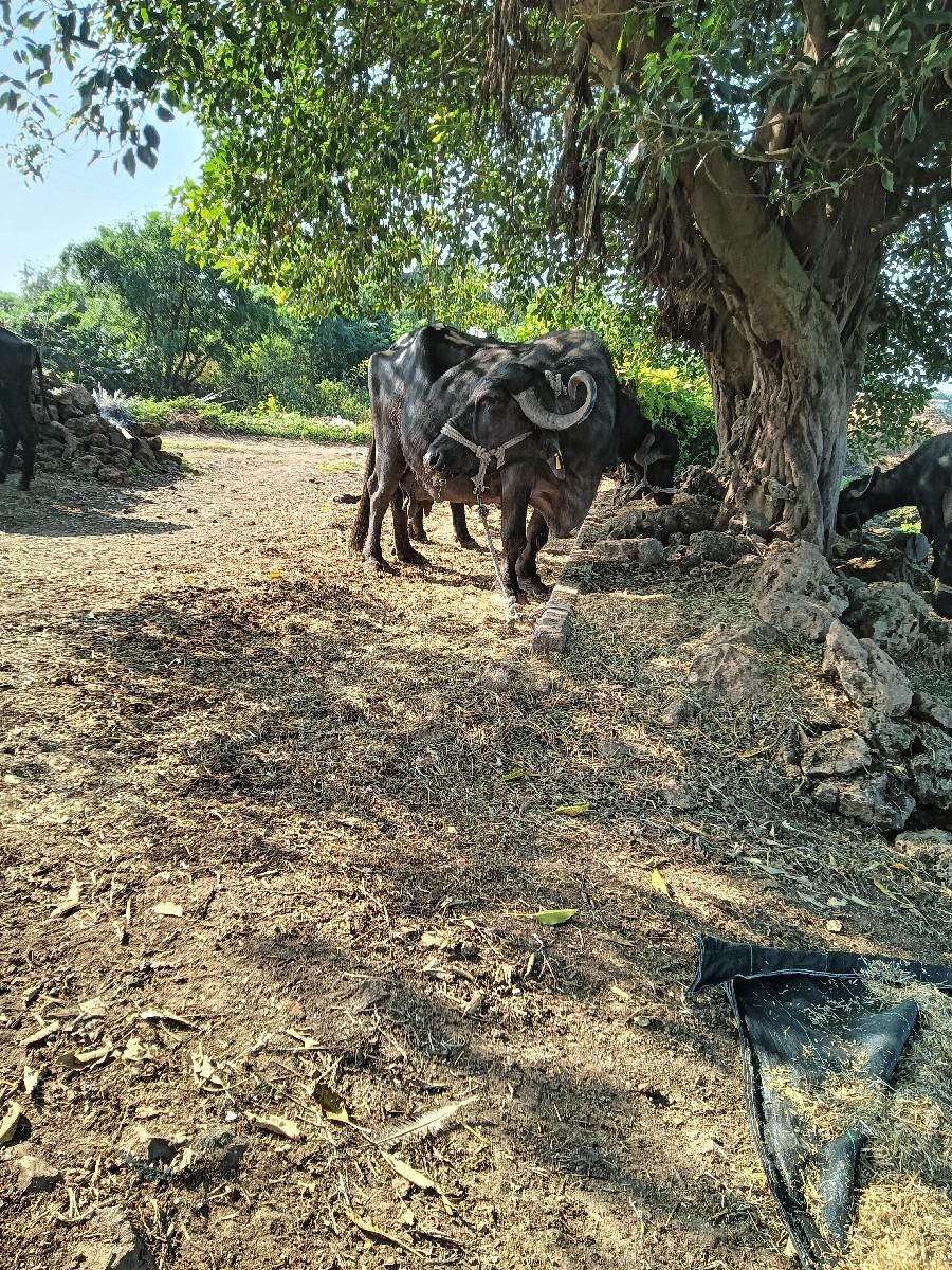 થંબનેલ 3