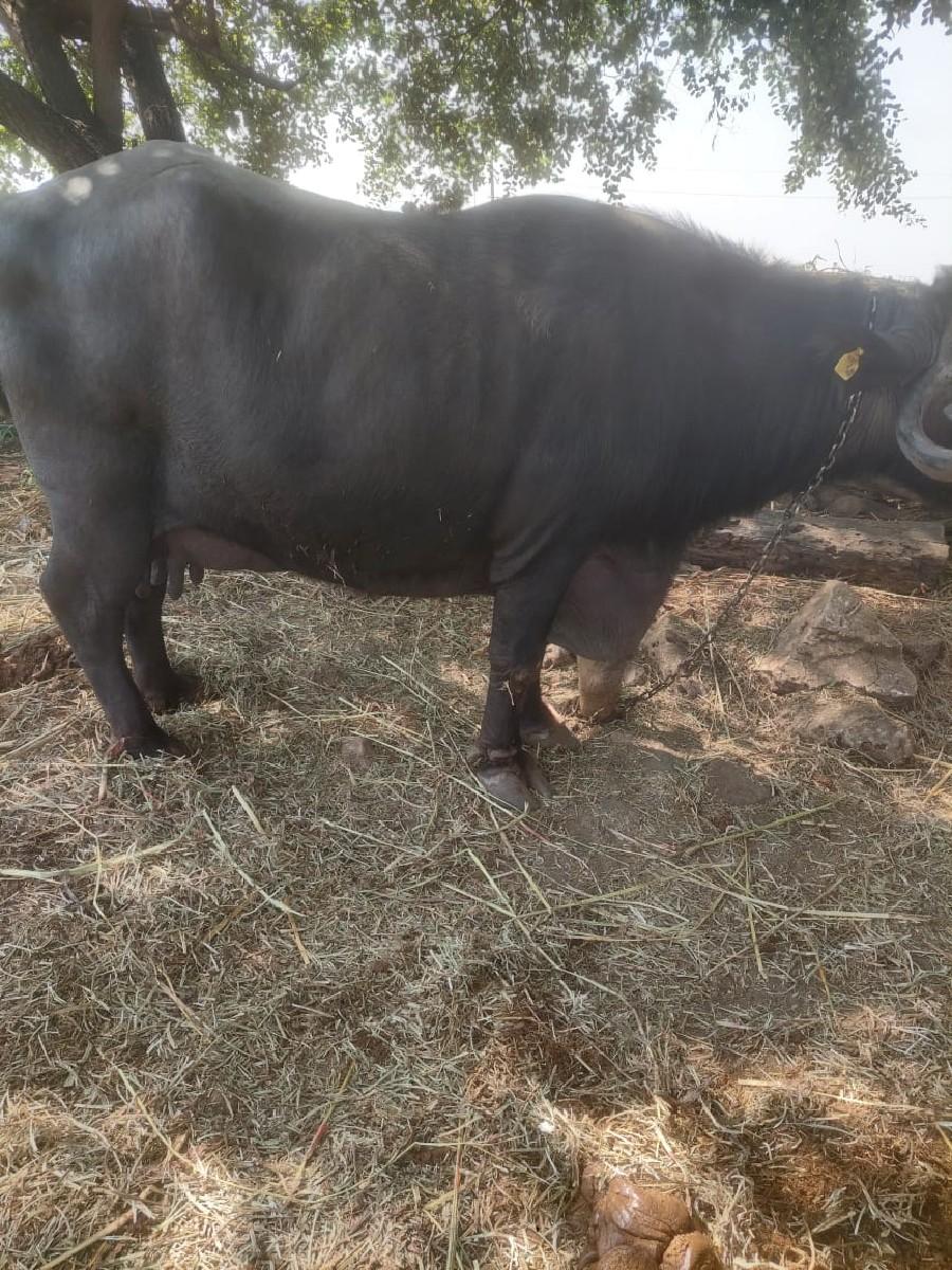 થંબનેલ 2