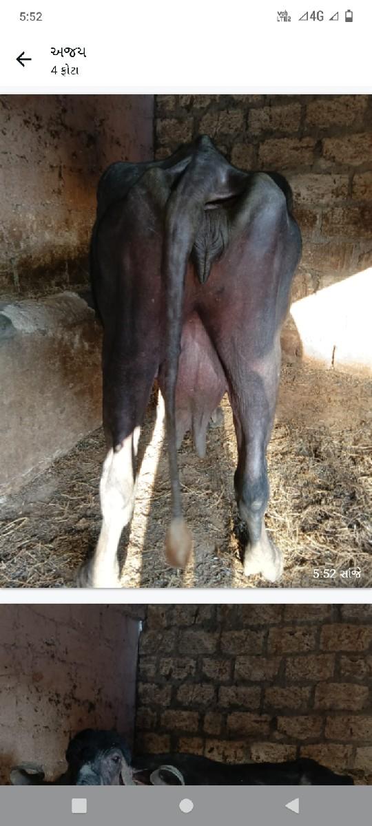 થંબનેલ 2