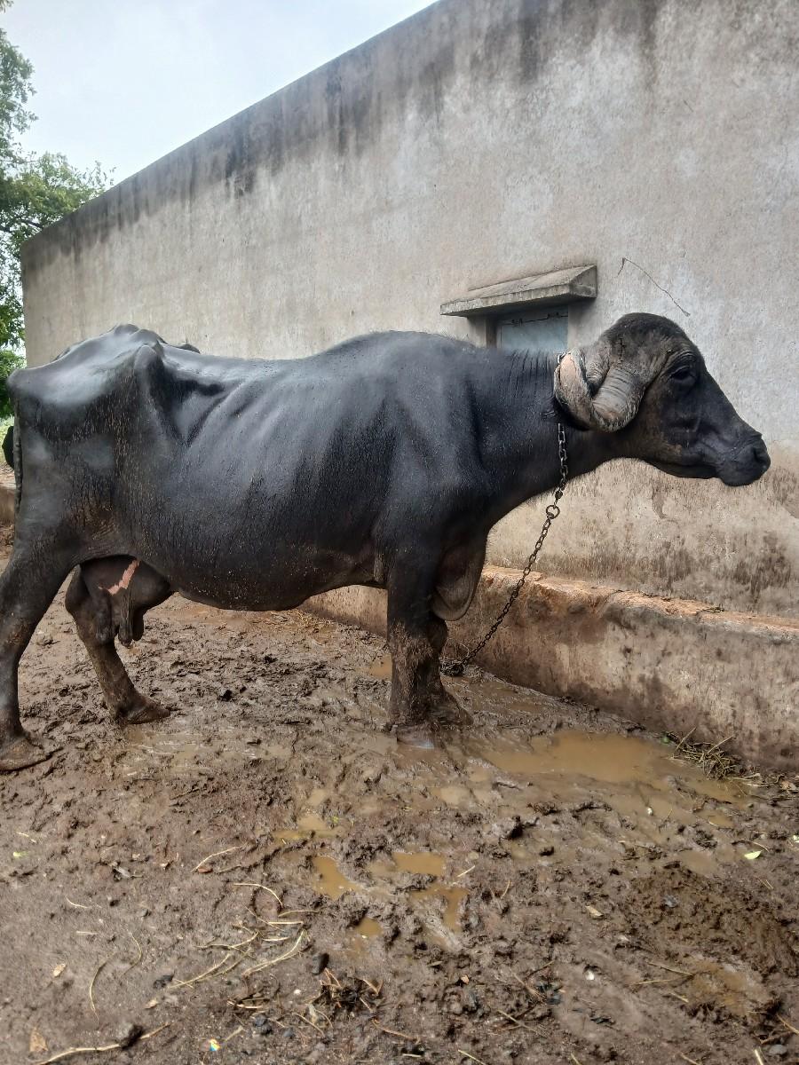 ભેસ વેચવાની છે જાફરાબાદ  છે