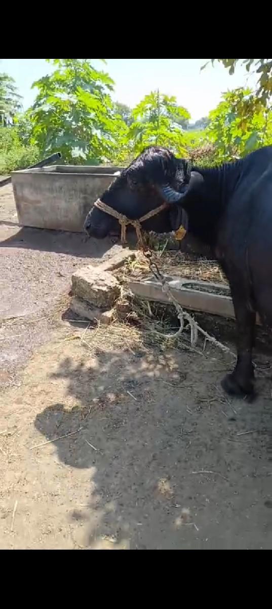 થંબનેલ 3