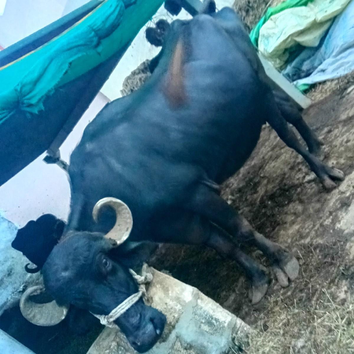 થંબનેલ 3