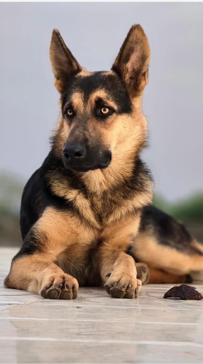 વેસવાનો છે