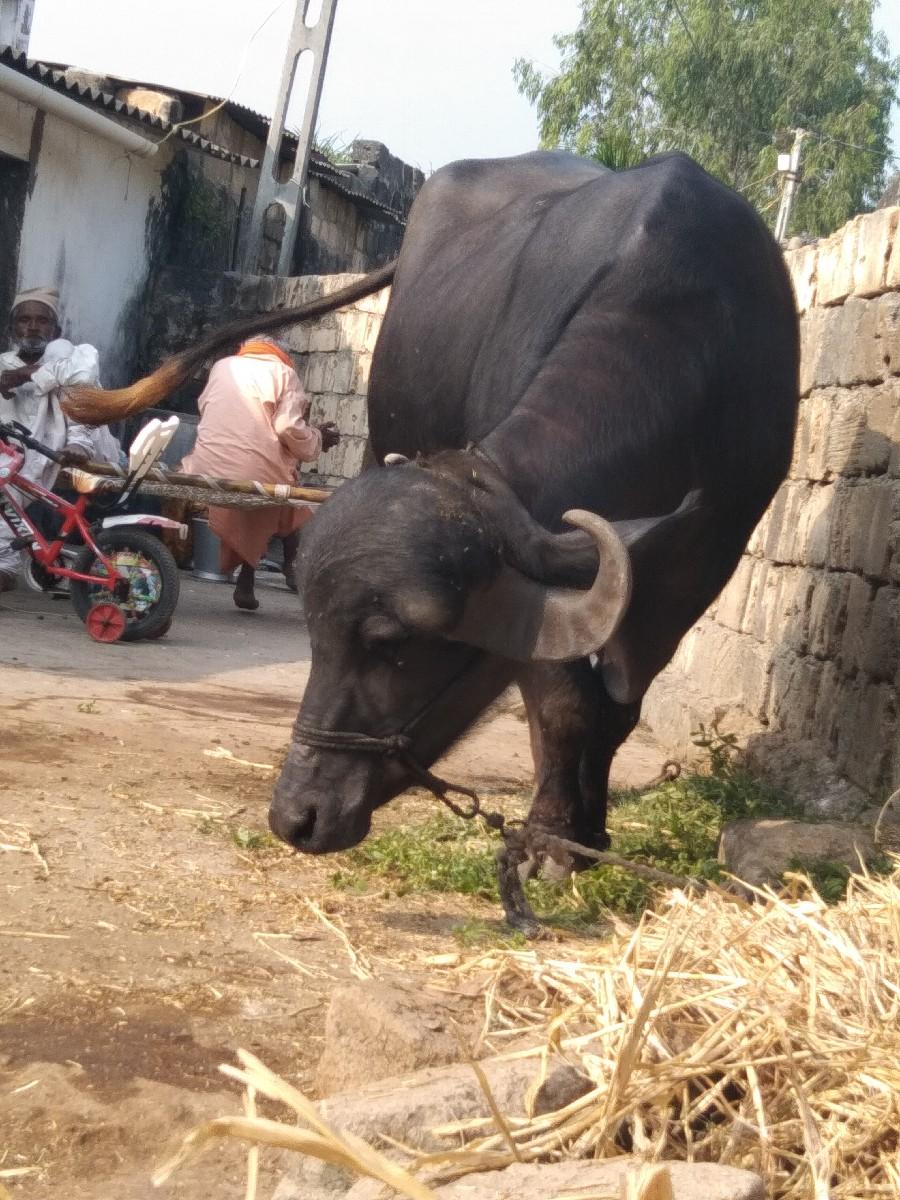 someone dear Taluka Porbandar Jila