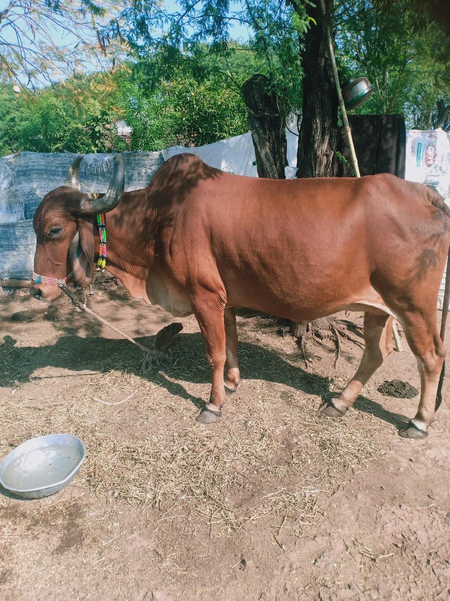 ગાય વેચવાની છે