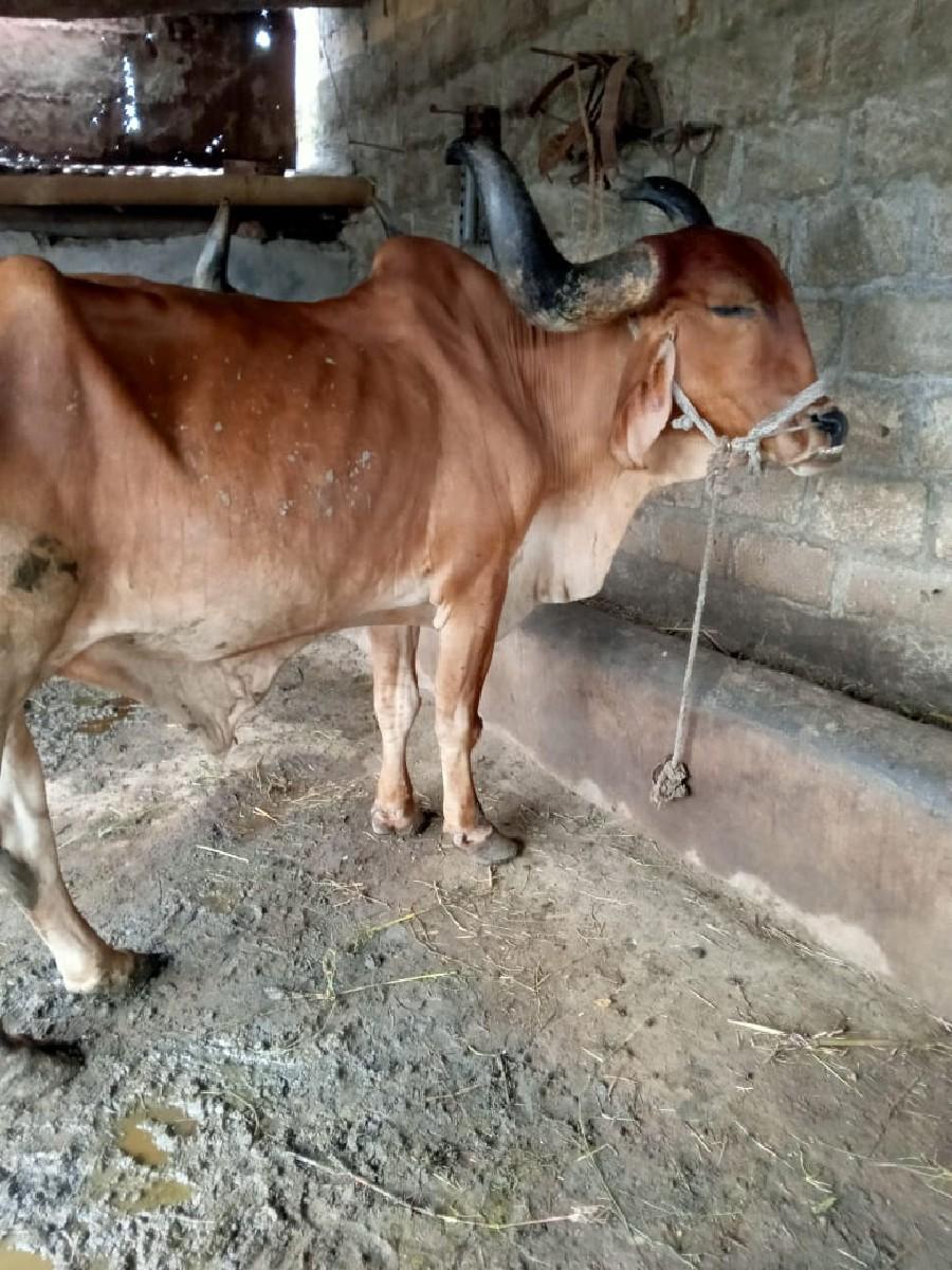 થંબનેલ 2