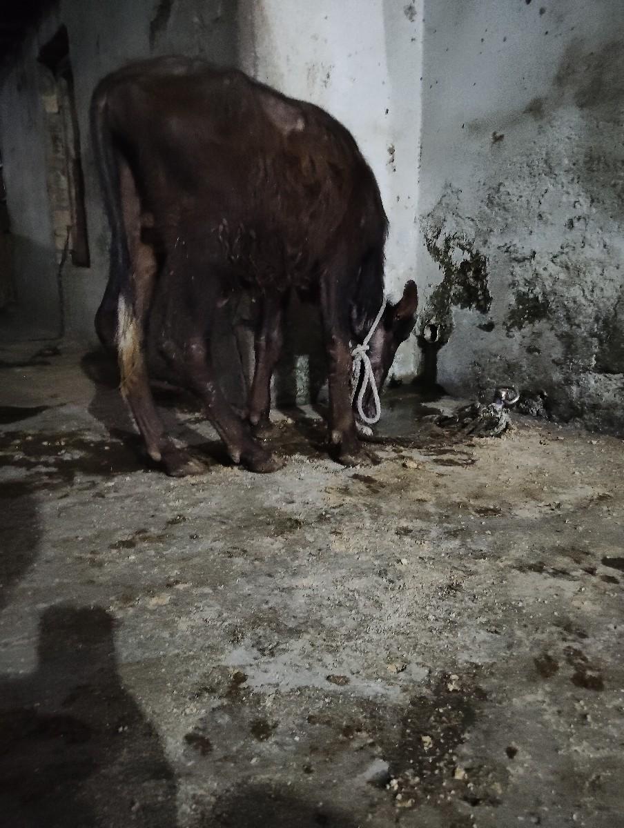 થંબનેલ 2