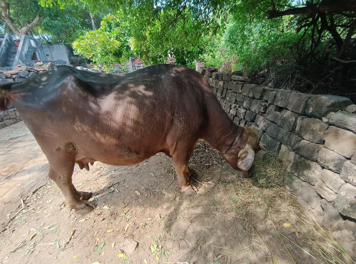 થંબનેલ 2