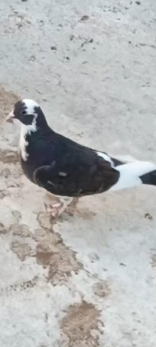 આ માદી વેચવાની છે