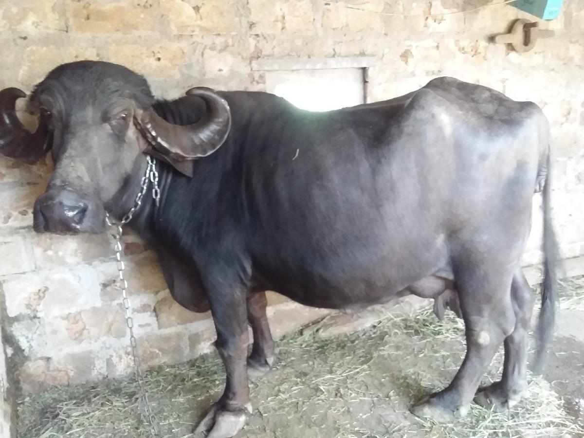 થંબનેલ 3