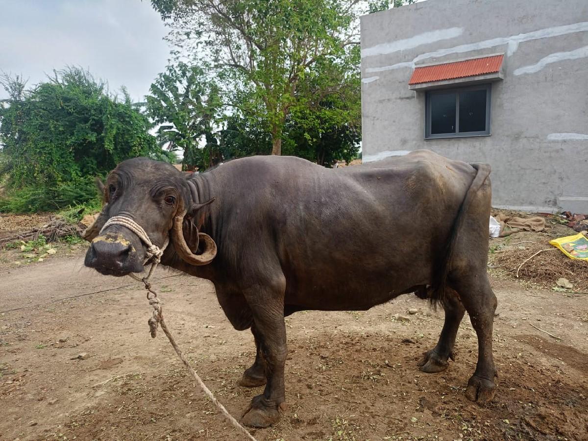 થંબનેલ 2