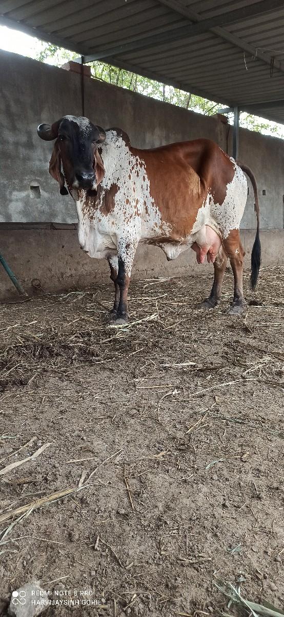 થંબનેલ 2