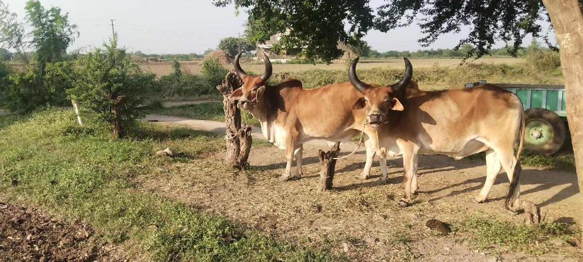 થંબનેલ 2