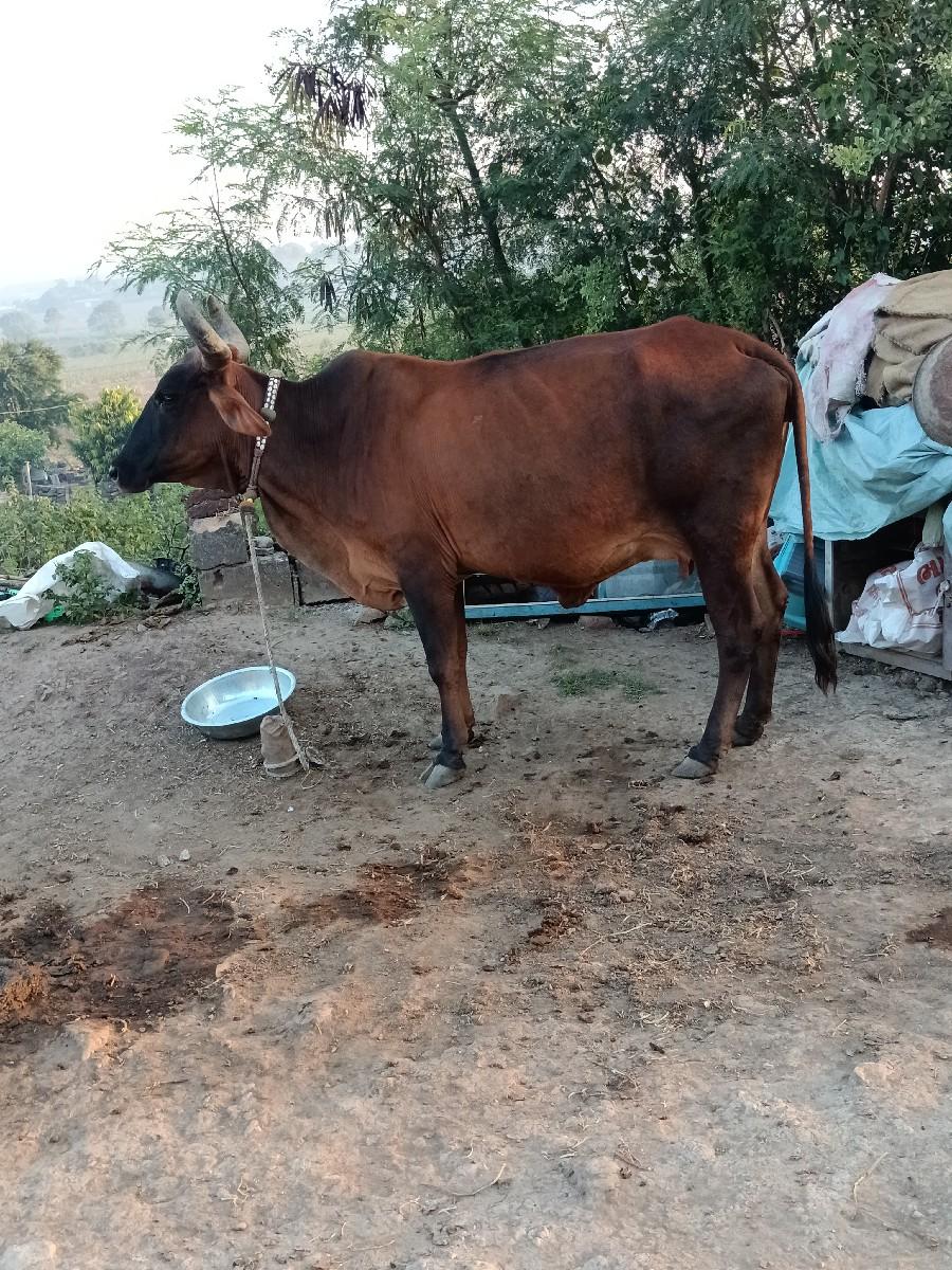 થંબનેલ 2