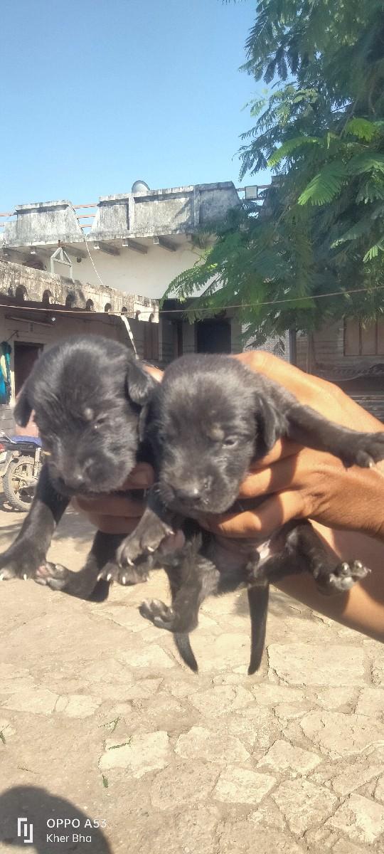 લેબ્રા કૂતરા વેચવાના છે