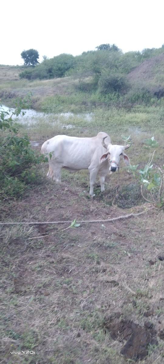 થંબનેલ 2