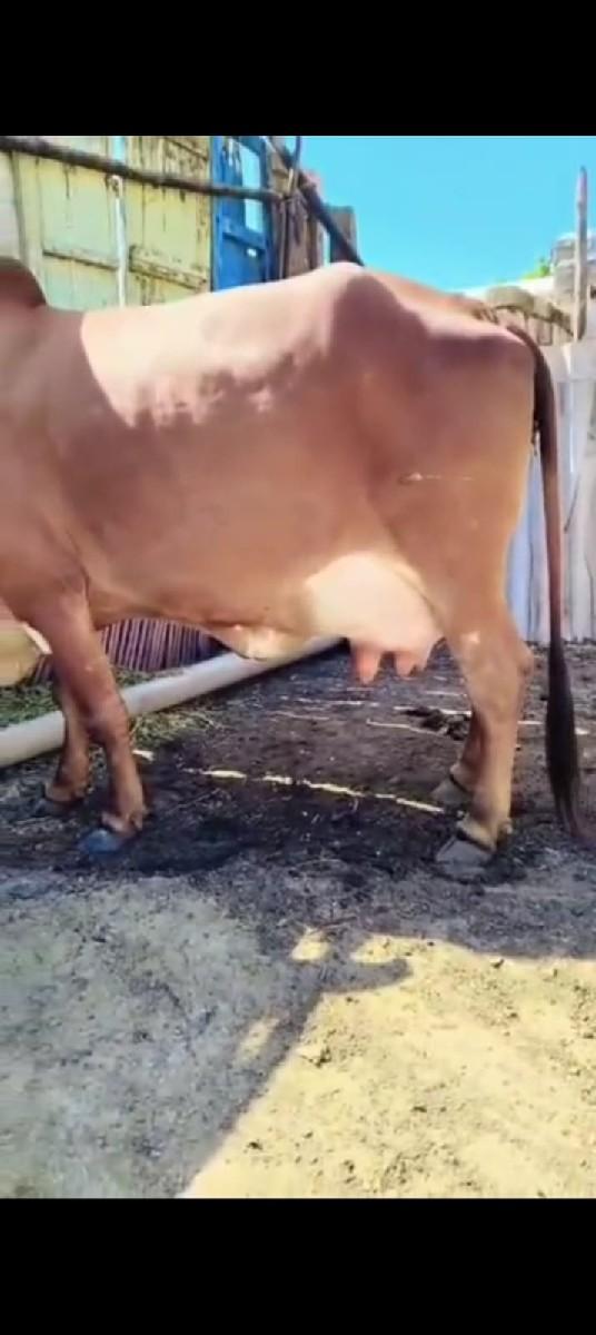 થંબનેલ 2