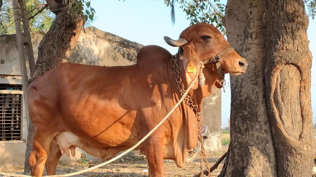 ગાય વેચવાની છે