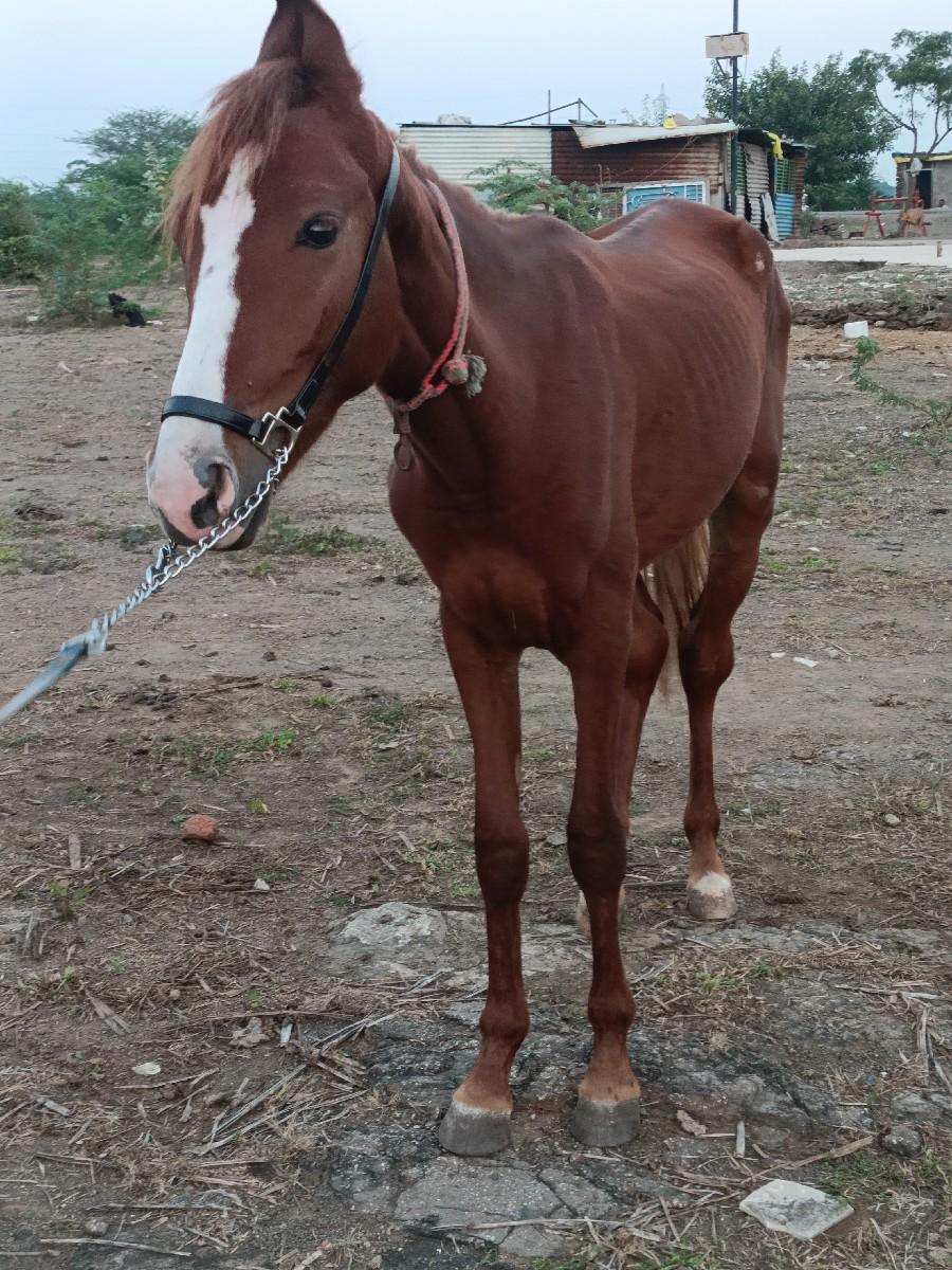 થંબનેલ 2