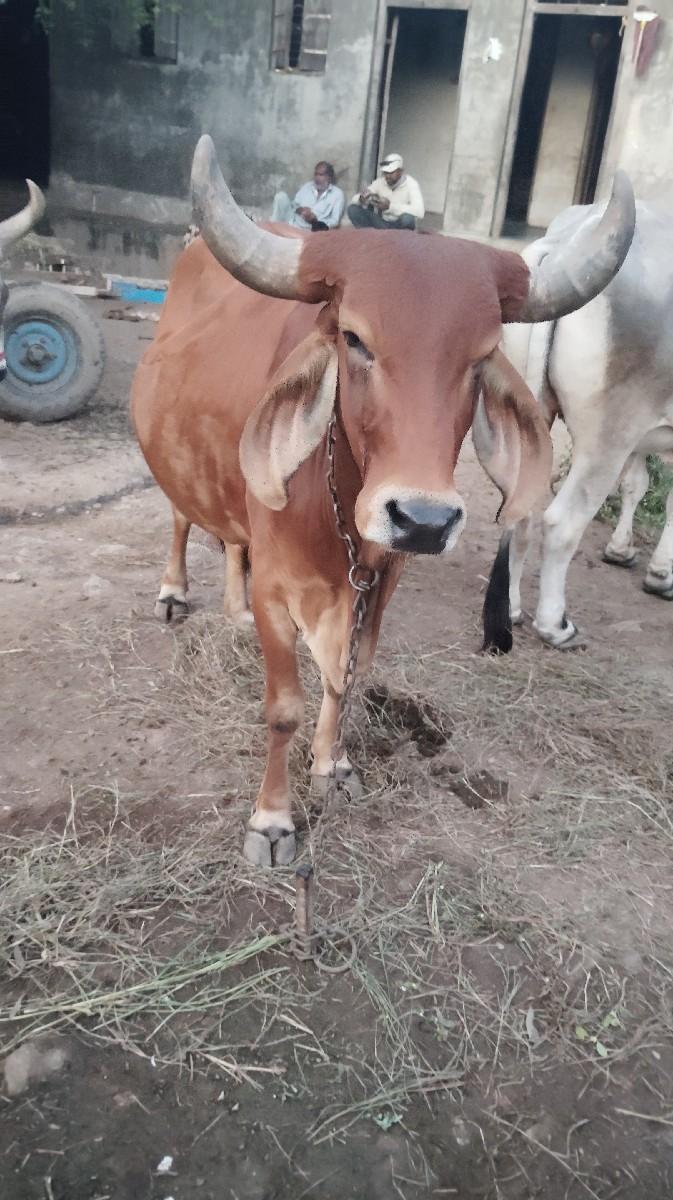 થંબનેલ 2