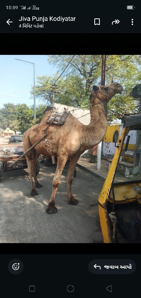 ઊંટ ગાડી વેચવાની છે