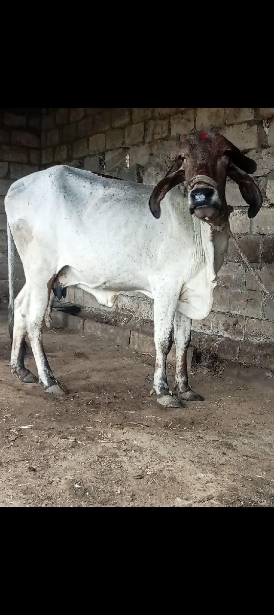 ગીર ગાય વેચવાની છે