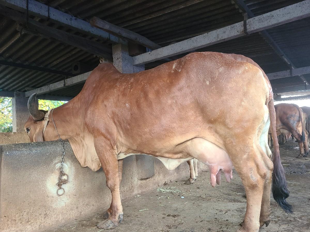 થંબનેલ 2