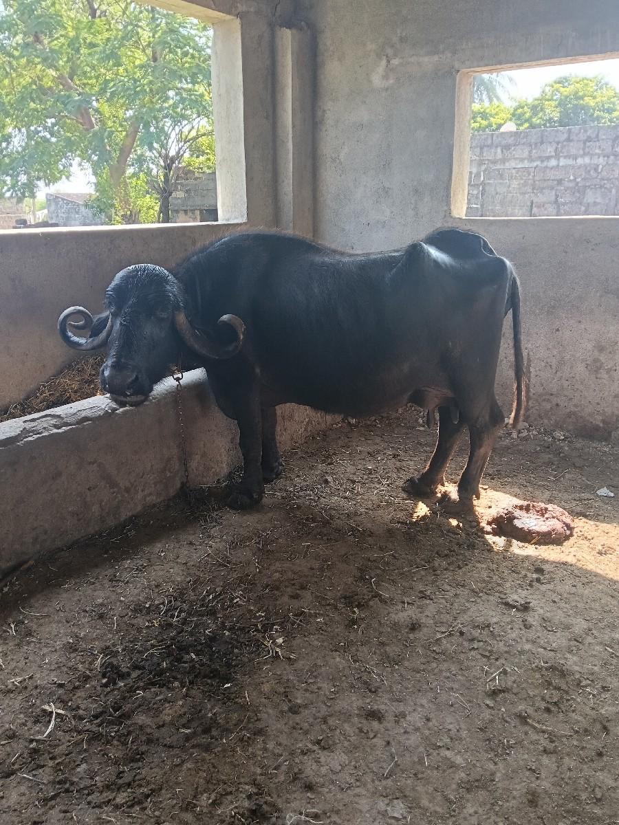 ચોથું વેતર ભેંસ વેચવાની છે