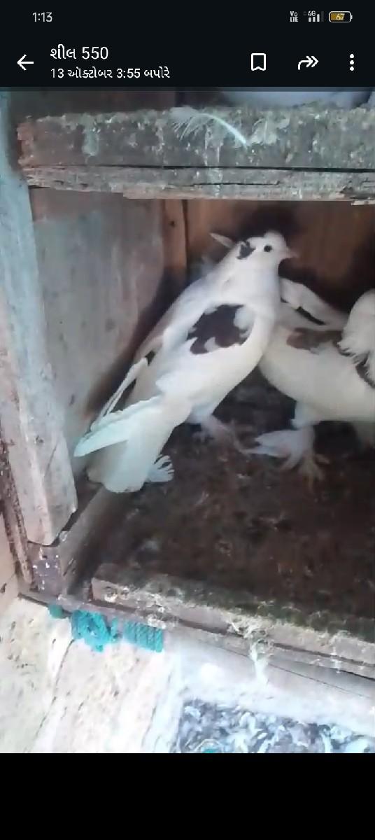 મોટો જોતો છે