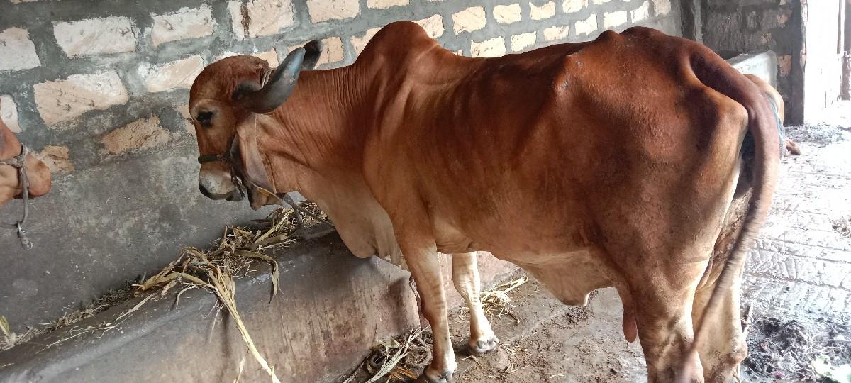 gir gay veshavani se