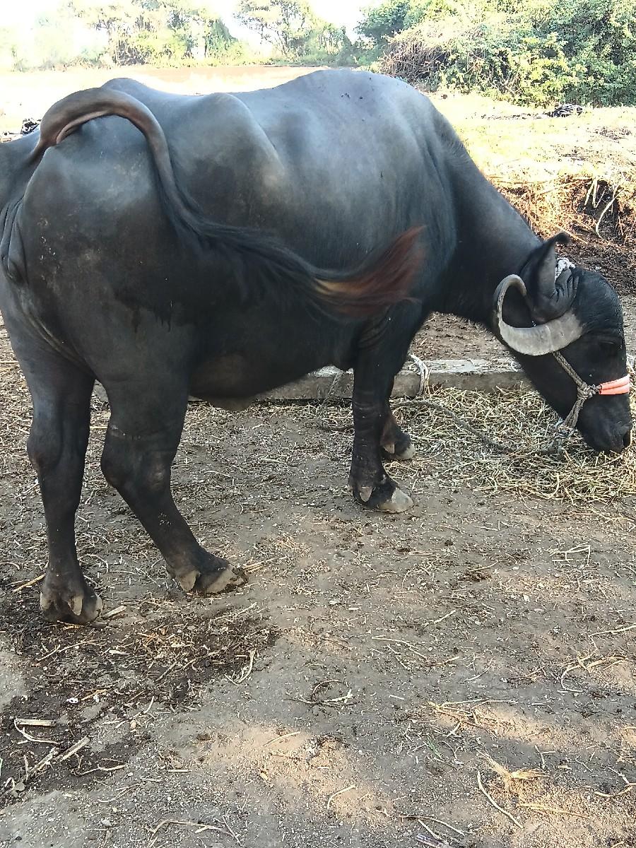 થંબનેલ 2